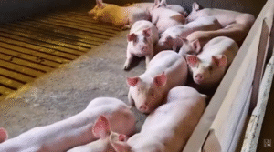 Estudantes visitam granja e aprendem sobre suinocultura