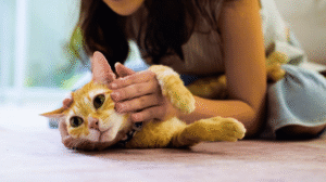 Brincadeiras ajudam a reduzir estresse em filhotes