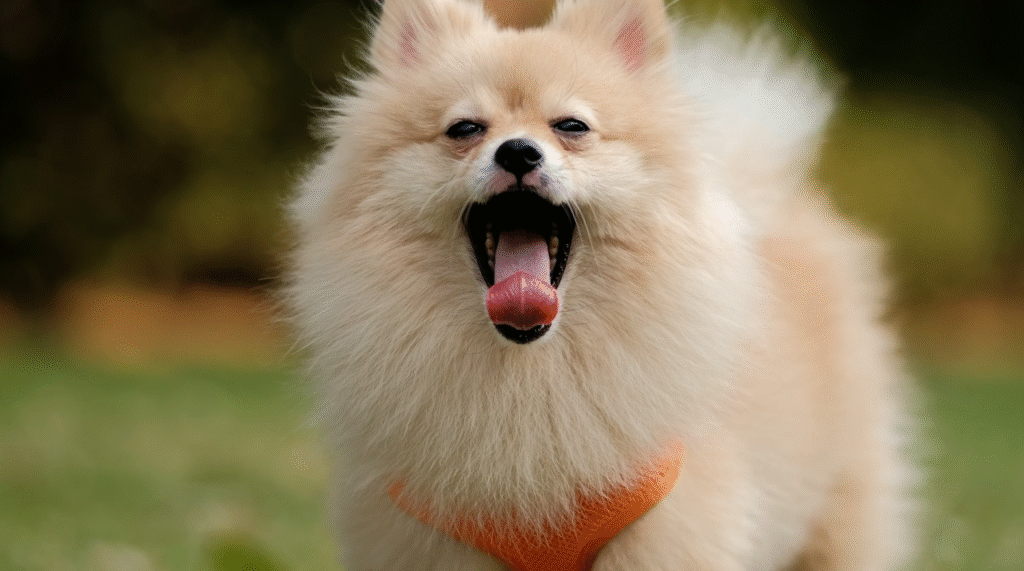 Filhotes agitados? Veja como evitar destruição em casa