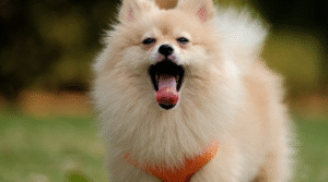 Filhotes agitados? Veja como evitar destruição em casa