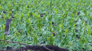 Temporal com granizo devasta lavouras no Planalto Norte