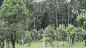 ONU reconhece erva-mate sombreada como patrimônio mundial