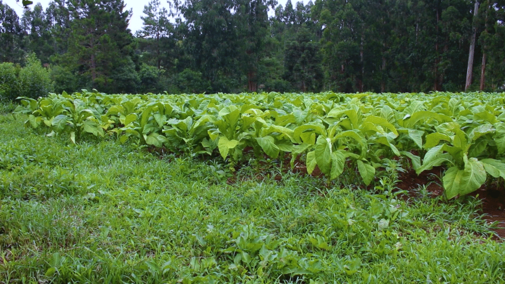 COP11 do Tabaco gera tensão entre governo e produtores