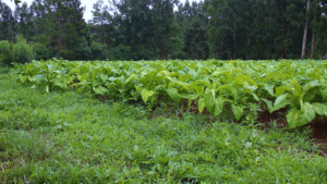 COP11 do Tabaco gera tensão entre governo e produtores