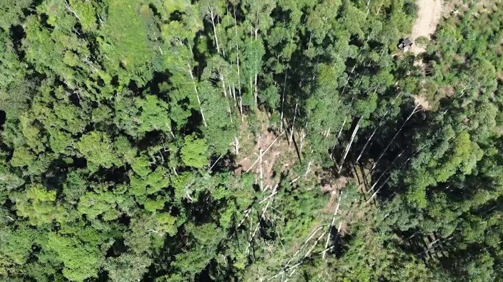 Operação desarticula furto de madeira em Itaiópolis