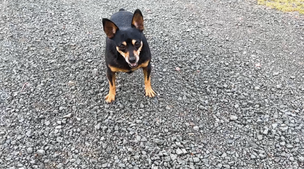 Censo Animal busca reduzir abandono em Porto União