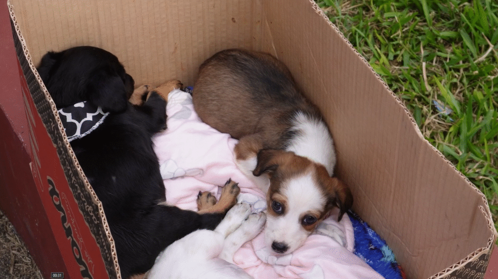 Canoinhas realiza ação contra abandono de animais