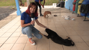 Dezembro Caramelo combate abandono de animais