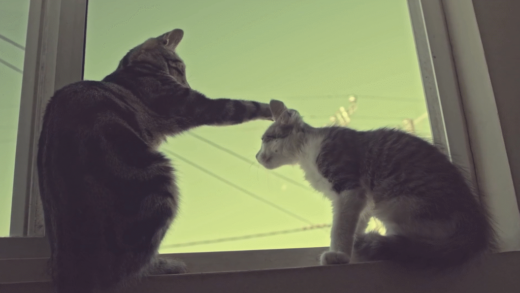 Farmácia veterinária garante segurança dos pets
