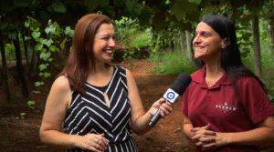 Safra histórica marca Vindima no Parreiral da Sanber