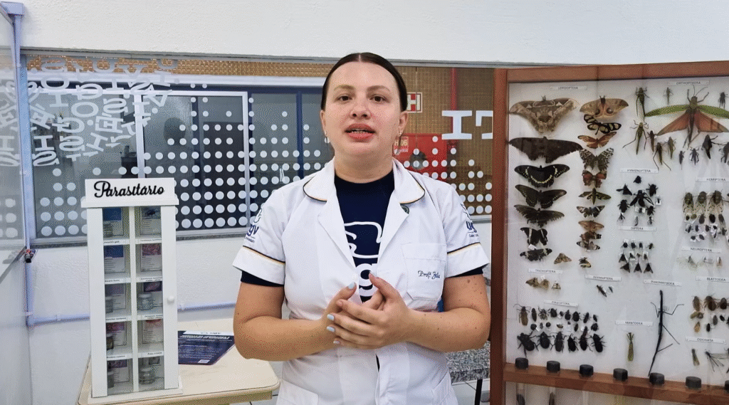 Insetos se multiplicam no verão com calor e umidade