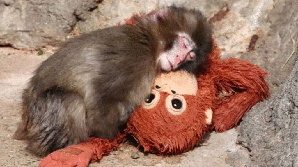 Macaco rejeitado encontra afeto em pelúcia no zoológico