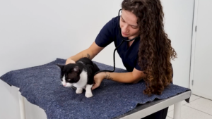 UGV amplia atendimentos veterinários para pets e animais de grande porte