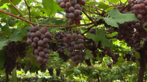 Rota da Uva e do Vinho fortalece turismo rural no Paraná