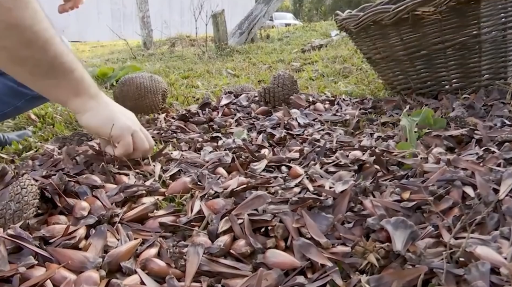 Colheita do pinhão exige respeito à lei