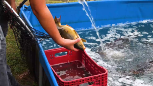 Feira do Peixe fortalece tradição e economia em Porto União