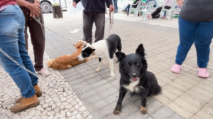 Abril Laranja reforça combate aos maus-tratos