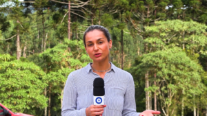 Colheita do pinhão começa mais tarde no Paraná