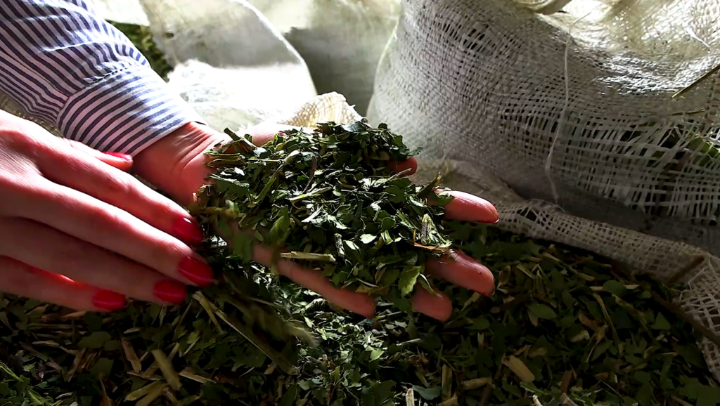 Da erva-mate à cuia: o ritual do chimarrão