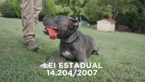 Santa Catarina cria regras para tutores de Pitbull