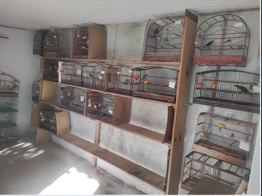 Operação apreende 36 aves em União da Vitória