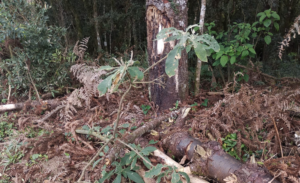 Fiscalização flagra corte ilegal de 63 araucárias em Mallet