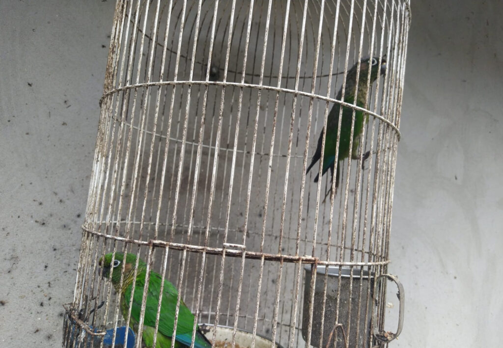 PM Ambiental flagra três aves em cativeiro em Paula Freitas